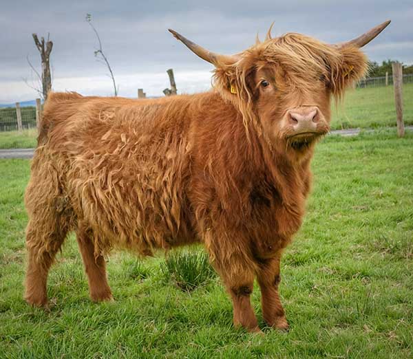Sandy Feet Farm - Highland Cow