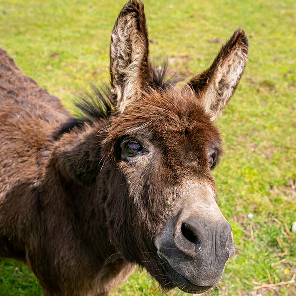 Meet the Donkey at Sandy Feet Farm