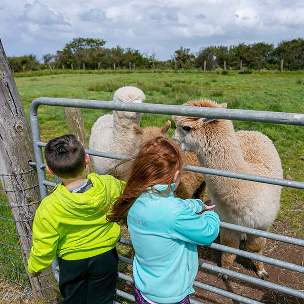 Alpaca Interactions at Sandy Feet Farm