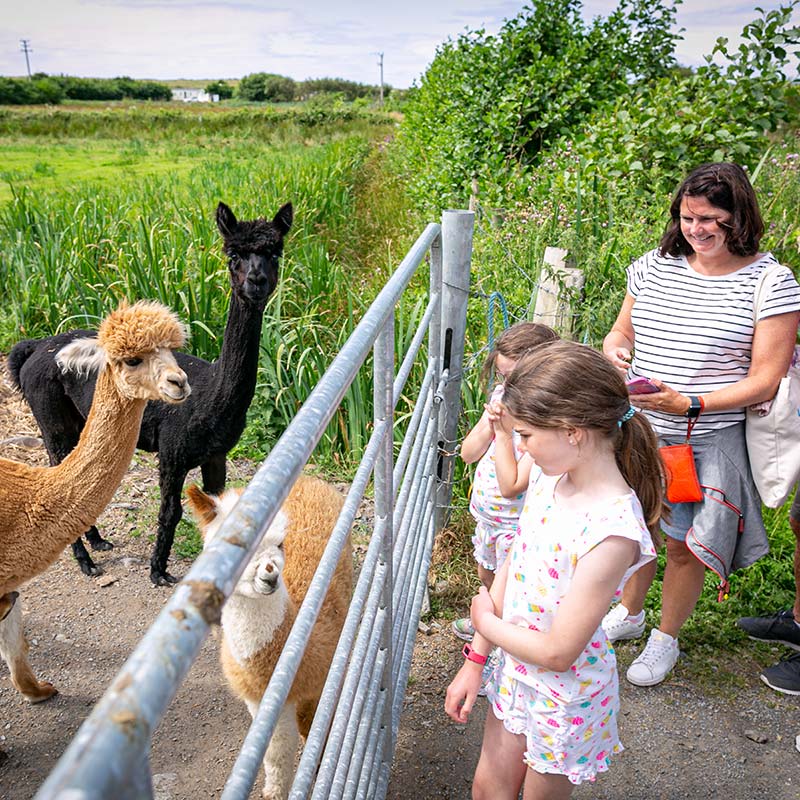 Sandy Feet Farm Families visiting Alpacas